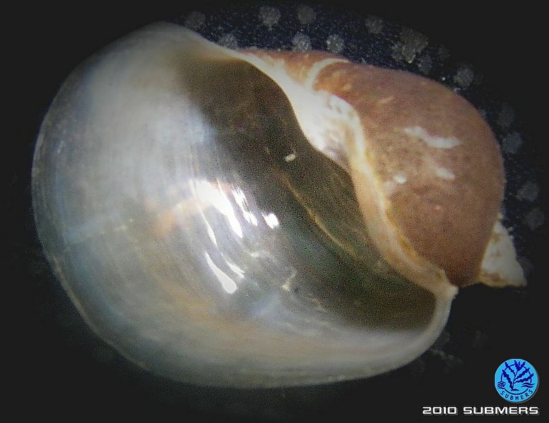 Datei:Ohrschlammschnecke1a.jpg