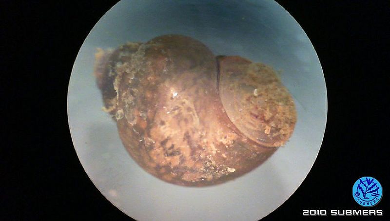 Datei:Langfühlerige Schnauzenschnecke5.jpg