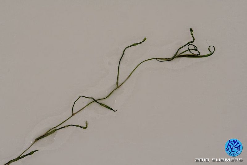 Datei:Image 0100 KLK D5.JPG