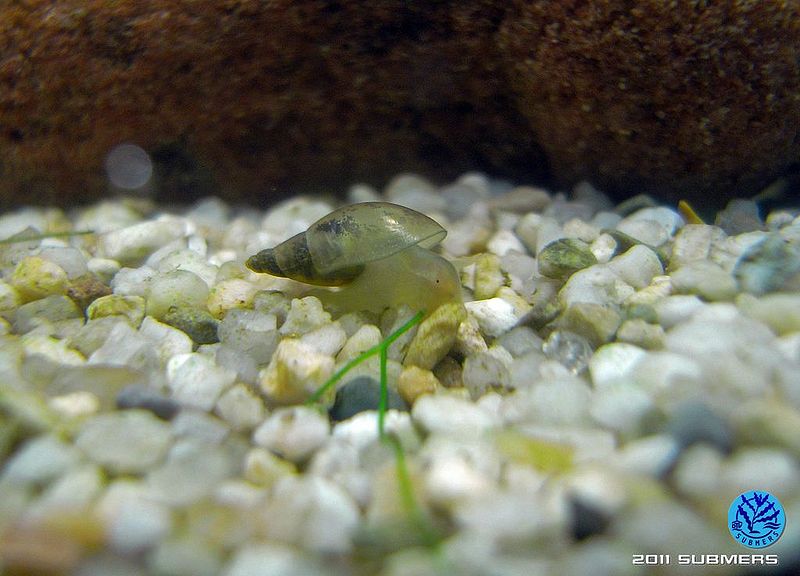 Datei:Spitzschlammschnecke11.jpg