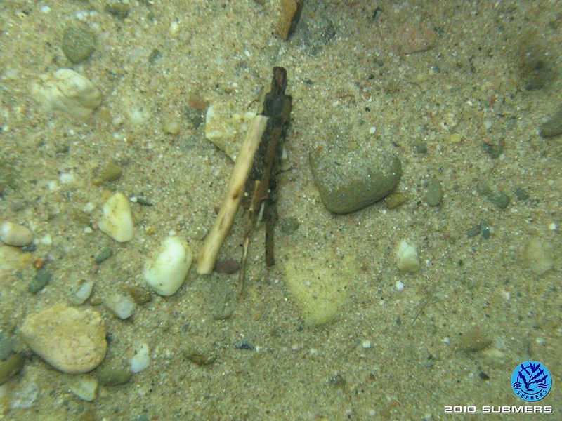 Datei:Köcherfliegenlarve Limniphilidae1.jpg