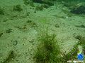 Wasserhahnenfuß10.jpg