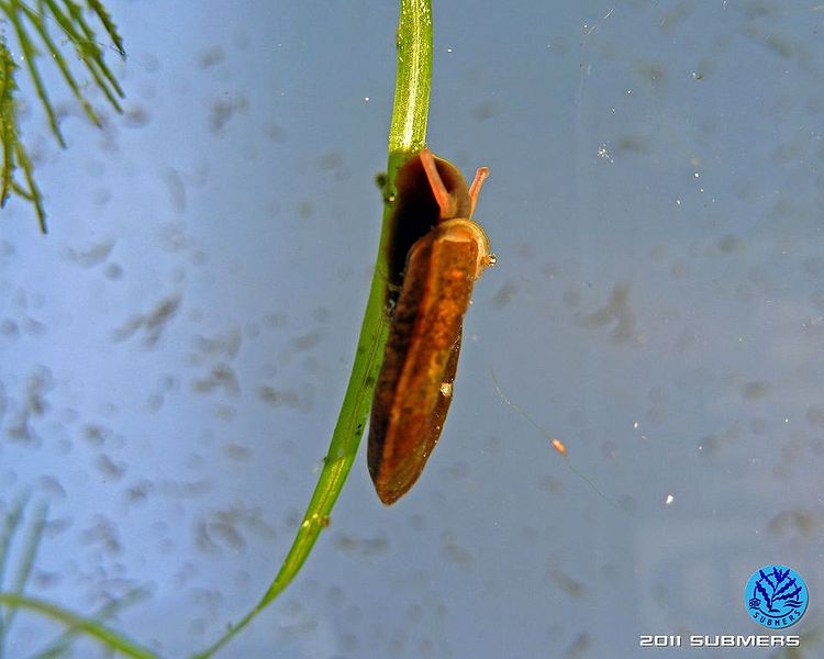 Datei:Gekielte Tellerschnecke11.jpg