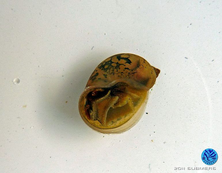 Datei:Ohrschlammschnecke13.jpg