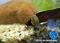 Langfühlerige Schnauzenschnecke16.jpg