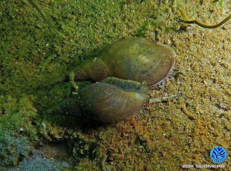Datei:Spitzschlammschnecke22.jpg