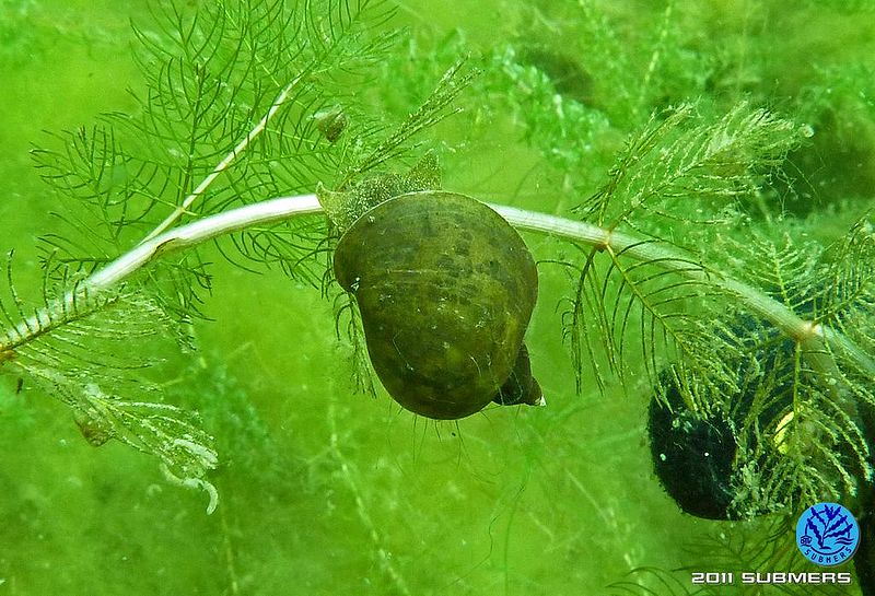 Datei:Ohrschlammschnecke7.jpg