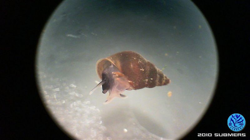 Datei:Neuseeländische Zwergdeckelschnecke3.jpg