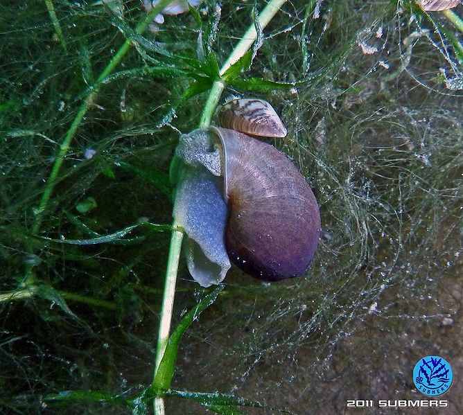 Datei:Ohrschlammschnecke6.jpg