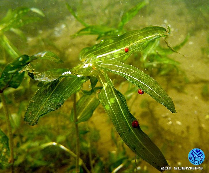 Datei:Süßwassermilbe6.jpg