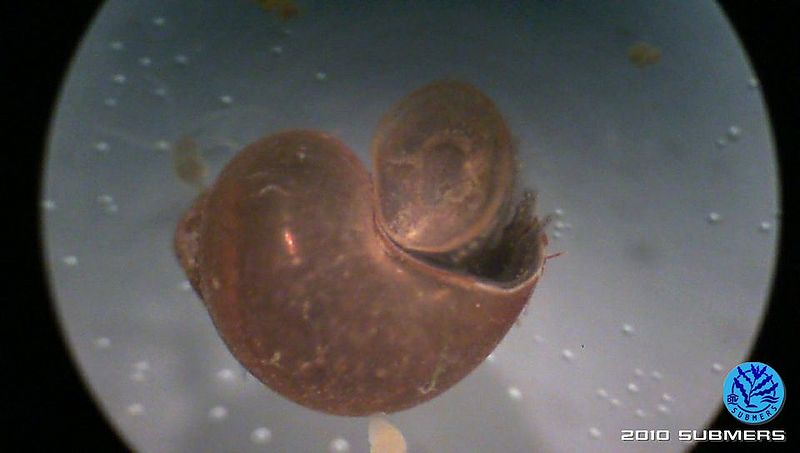 Datei:Langfühlerige Schnauzenschnecke2.jpg