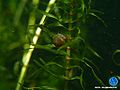 Nutalls Wasserpest17.jpg