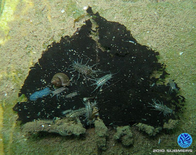 Datei:Langfühlerige Schnauzenschnecke8.jpg