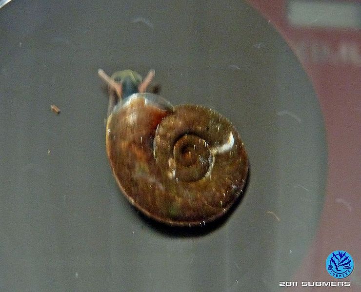 Datei:Gekielte Tellerschnecke4.jpg