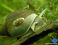 Spitzschlammschnecke35.jpg