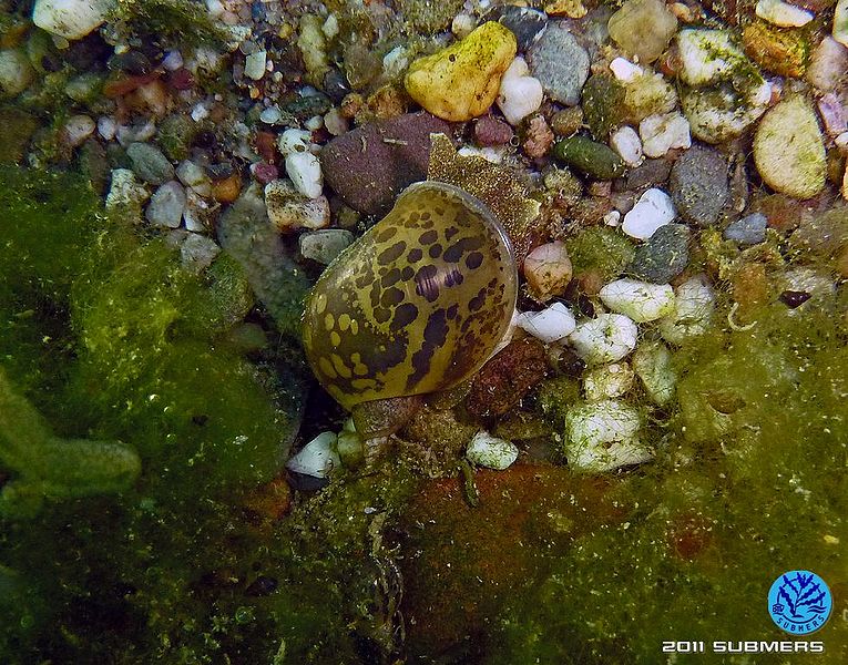 Datei:Ohrschlammschnecke19.jpg