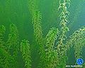 Kanadische Wasserpest13.jpg