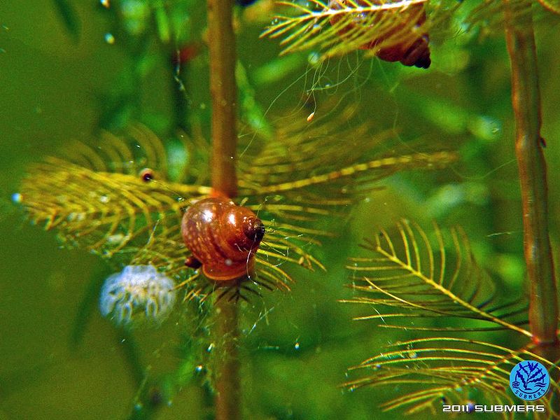 Datei:Langfühlerige Schnauzenschnecke40.jpg