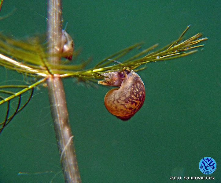 Datei:Langfühlerige Schnauzenschnecke32.jpg