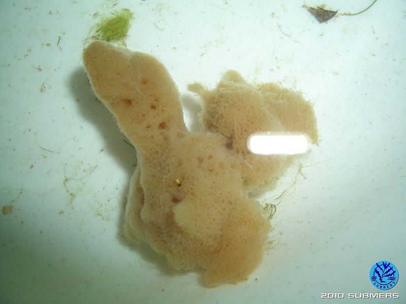Datei:Süßwasserschwamm1.jpg