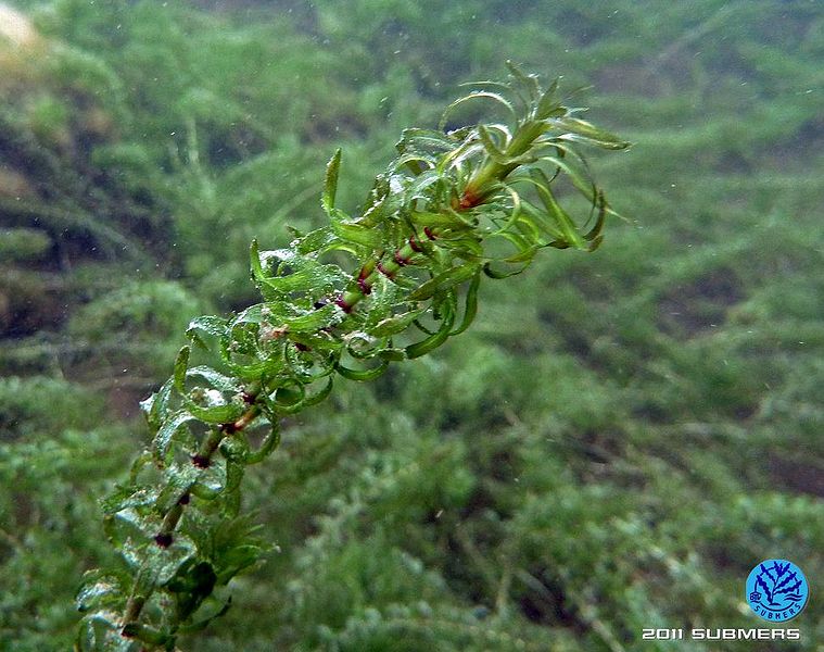 Datei:Kanadische Wasserpest8.jpg