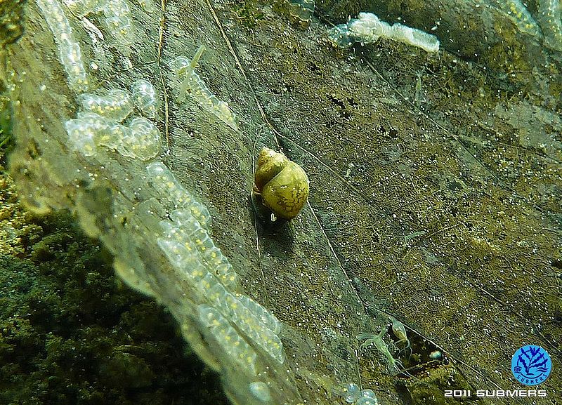 Datei:Langfühlerige Schnauzenschnecke23.jpg