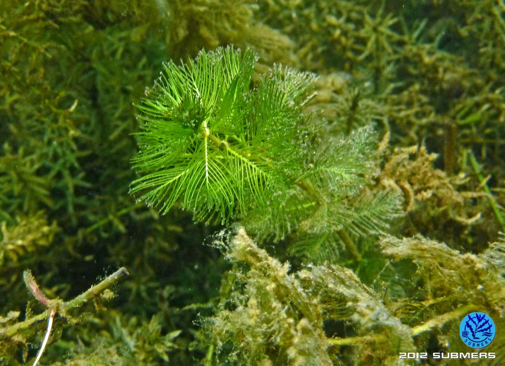 Ähriges Tausendblatt SubmersWiki