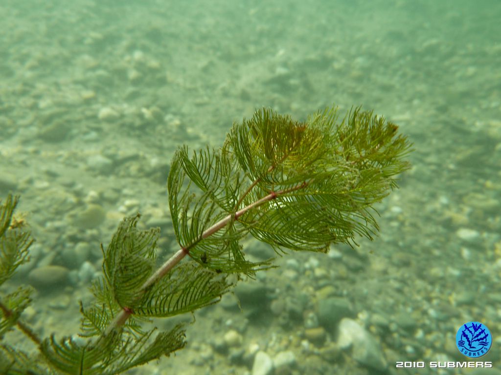 Ähriges Tausendblatt SubmersWiki